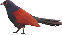flashpoint-bird